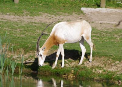 Oryx algazelle
