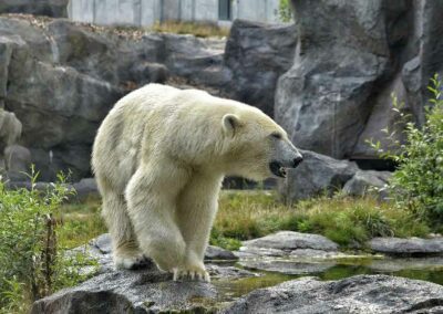 Ours polaire
