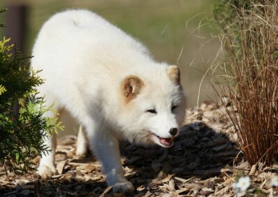 Renard polaire