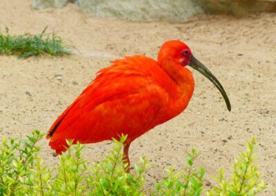 Ibis Rouge