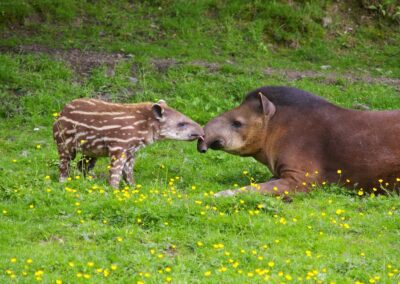 Tapir terrestre