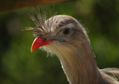 Cariama Huppé