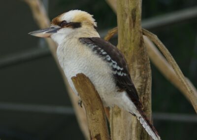 Kookaburra