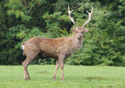Cerf sika du vietnam