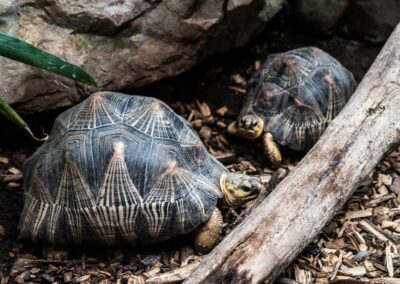 Objectif tortues