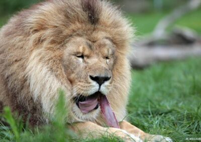 Lion