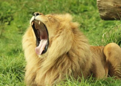 La part du lion !