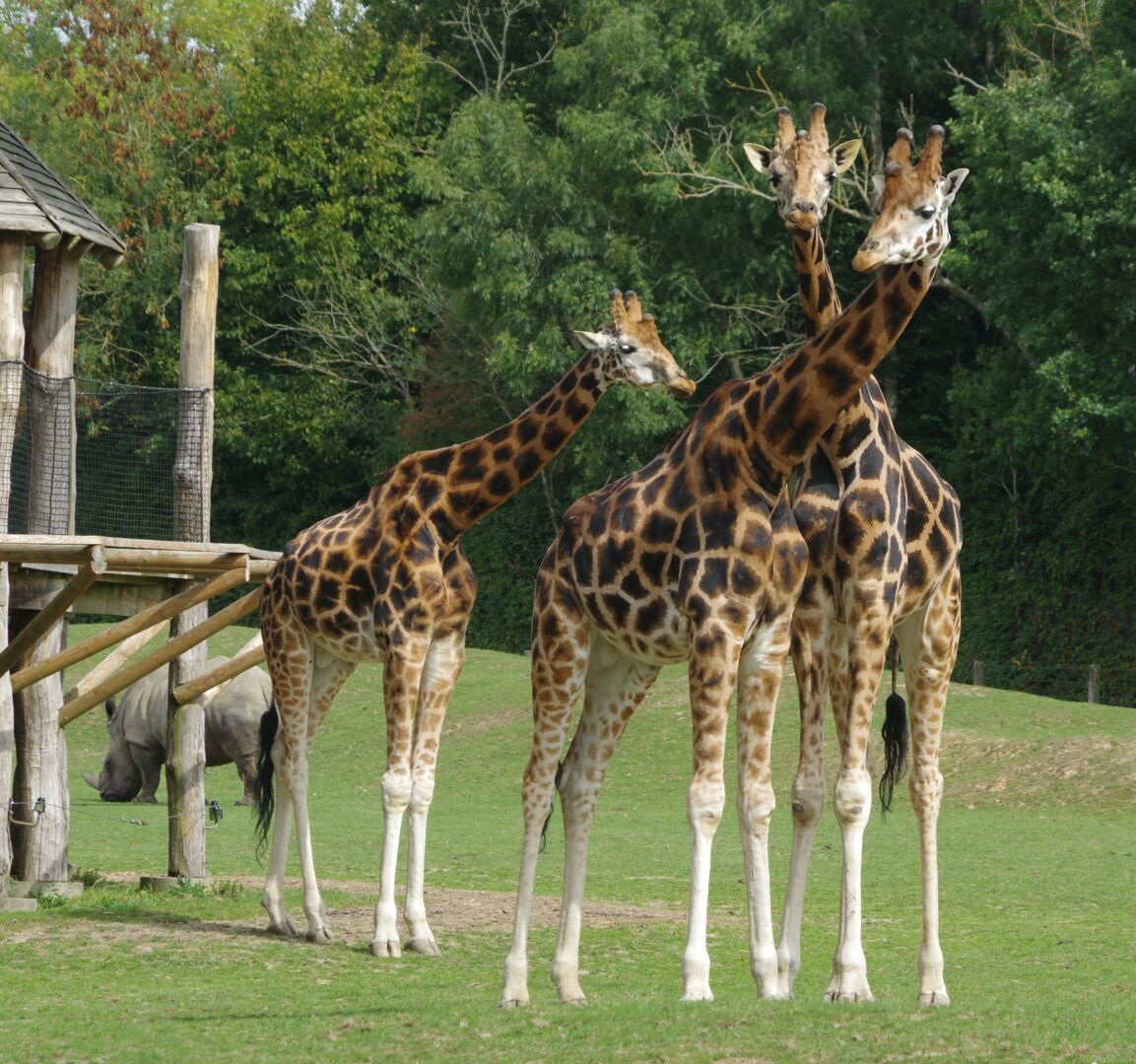 GIRAFE PARC ZOOLOGIQUE CERZA ©M.THIERRY