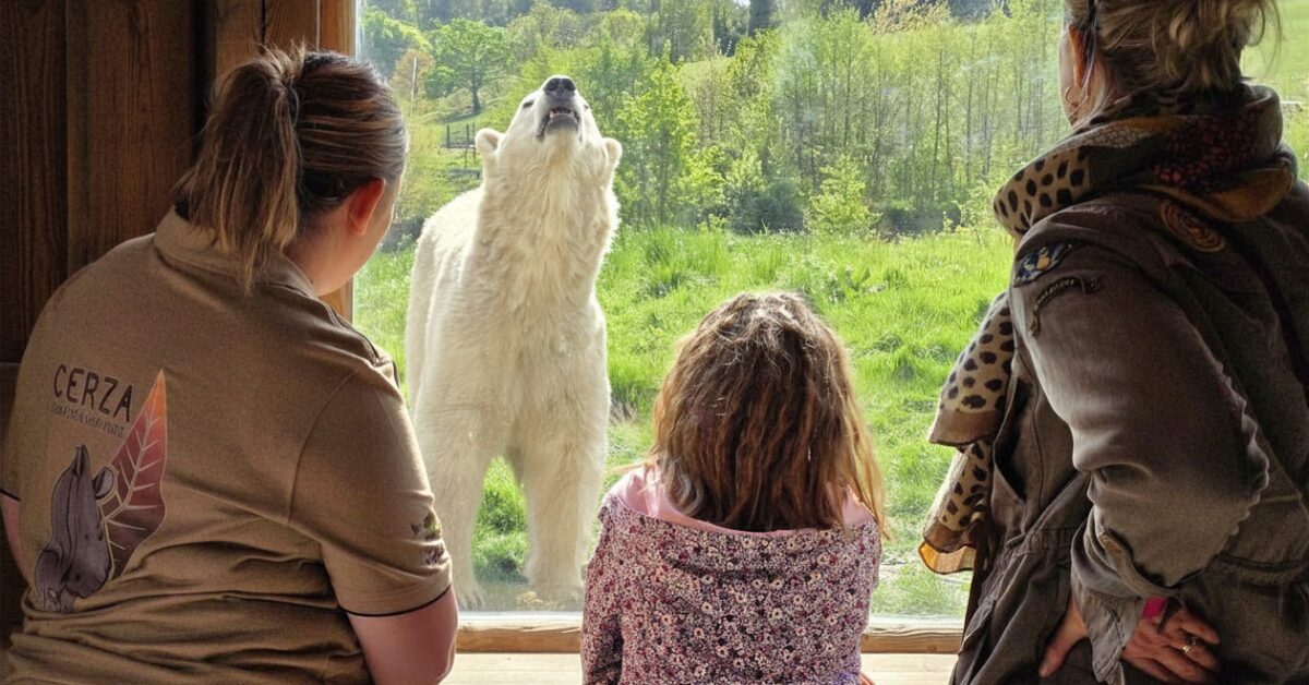 RENCONTRE AVEC LES OURS POLAIRES AU CERZA ET CEREZA SAFARI LODGE ©CERZA2026