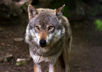Même pas peur du loup !