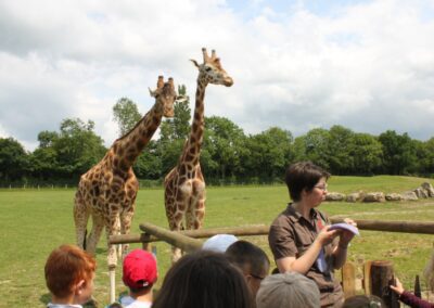À la découverte de la girafe