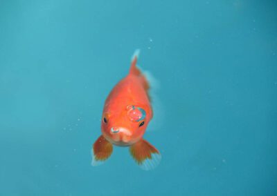 Traitement des eaux usées