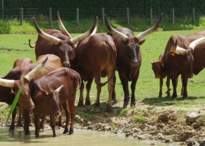 Watusi