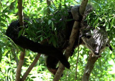 Objectif Binturong