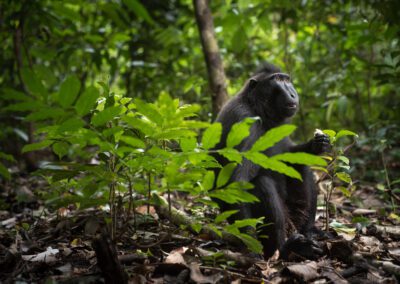 Objectif Macaque