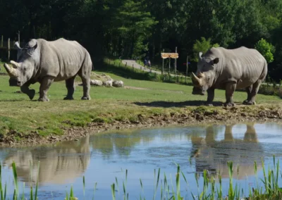 RHINOCÉROS