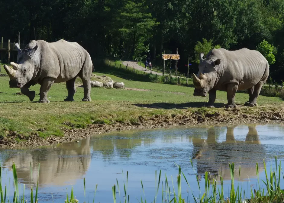 RHINOCÉROS