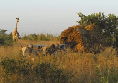 Objectif Girafes