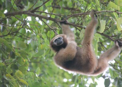 Objectif Gibbons