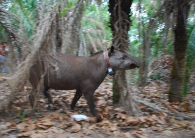 Objectif Tapirs