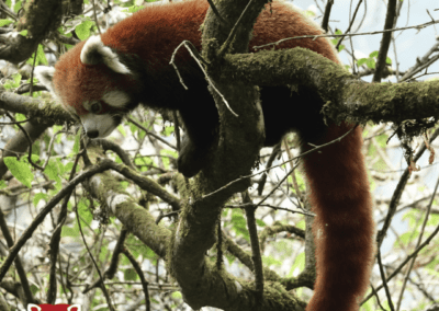 Objectif panda roux