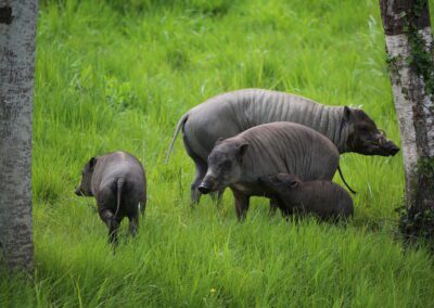 Objectif babiroussa et banteng