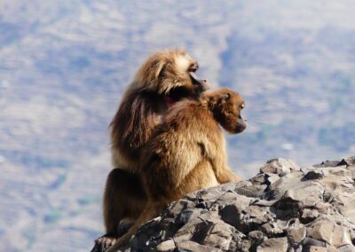 Objectif Geladas