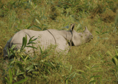 Objectif Rhinocéros