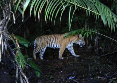Objectif Tigre de Sumatra