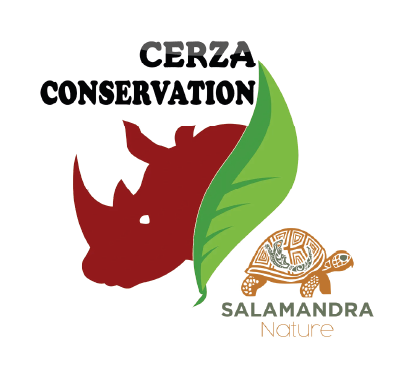 logo_tortue2