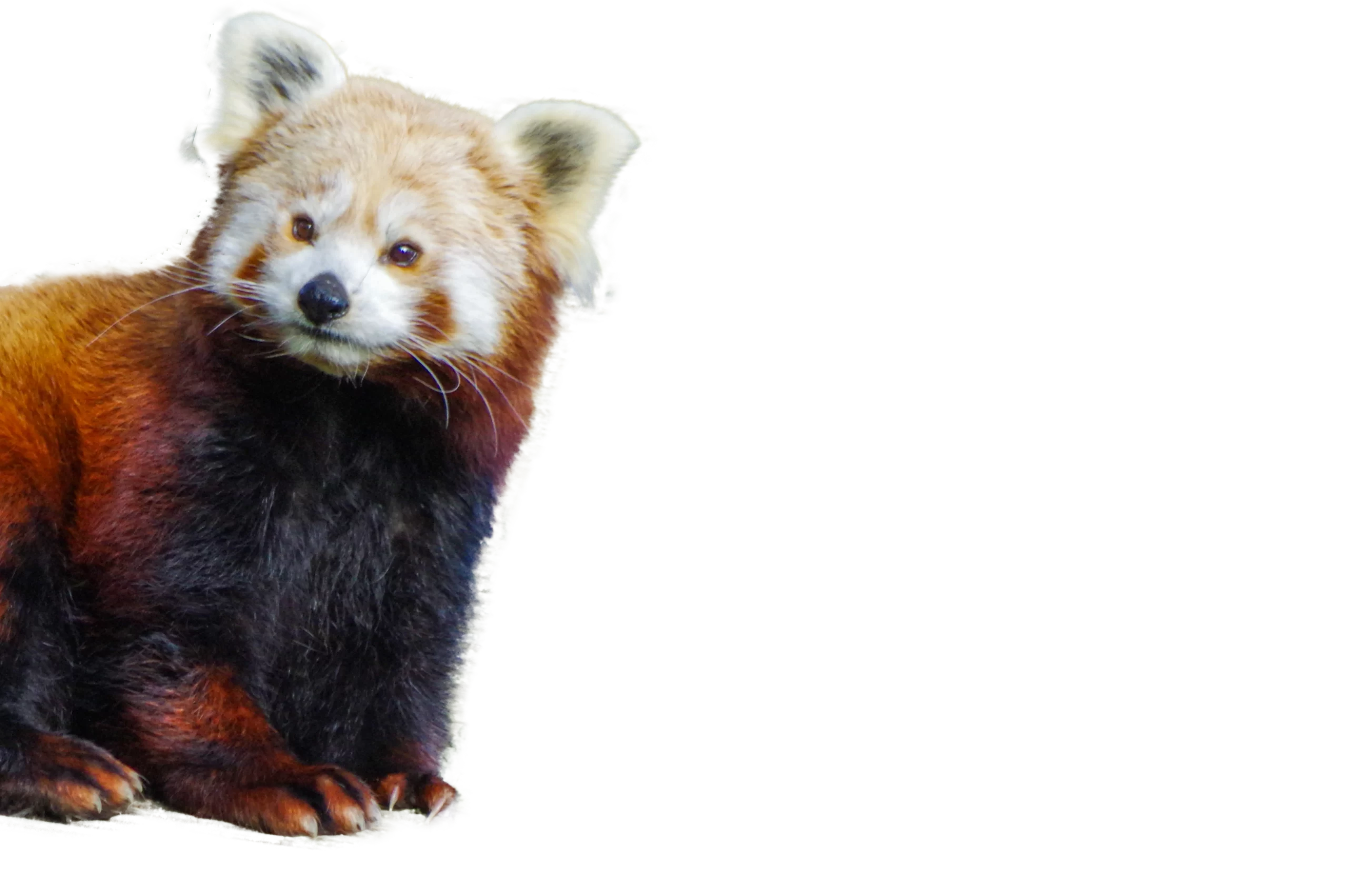 panda roux 2