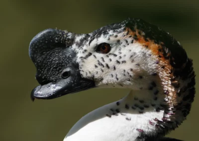 Canard à bosse
