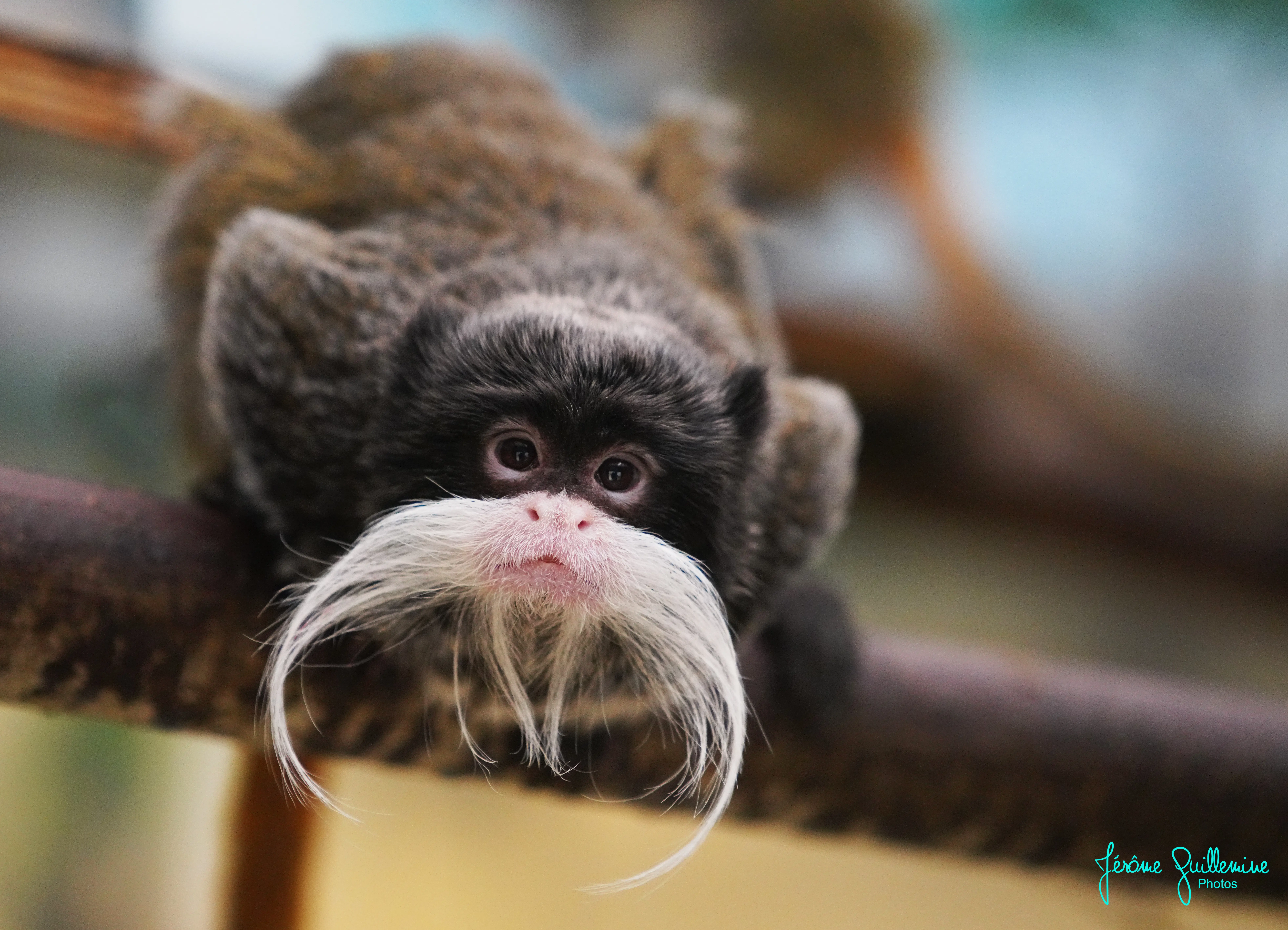 Tamarin empereur