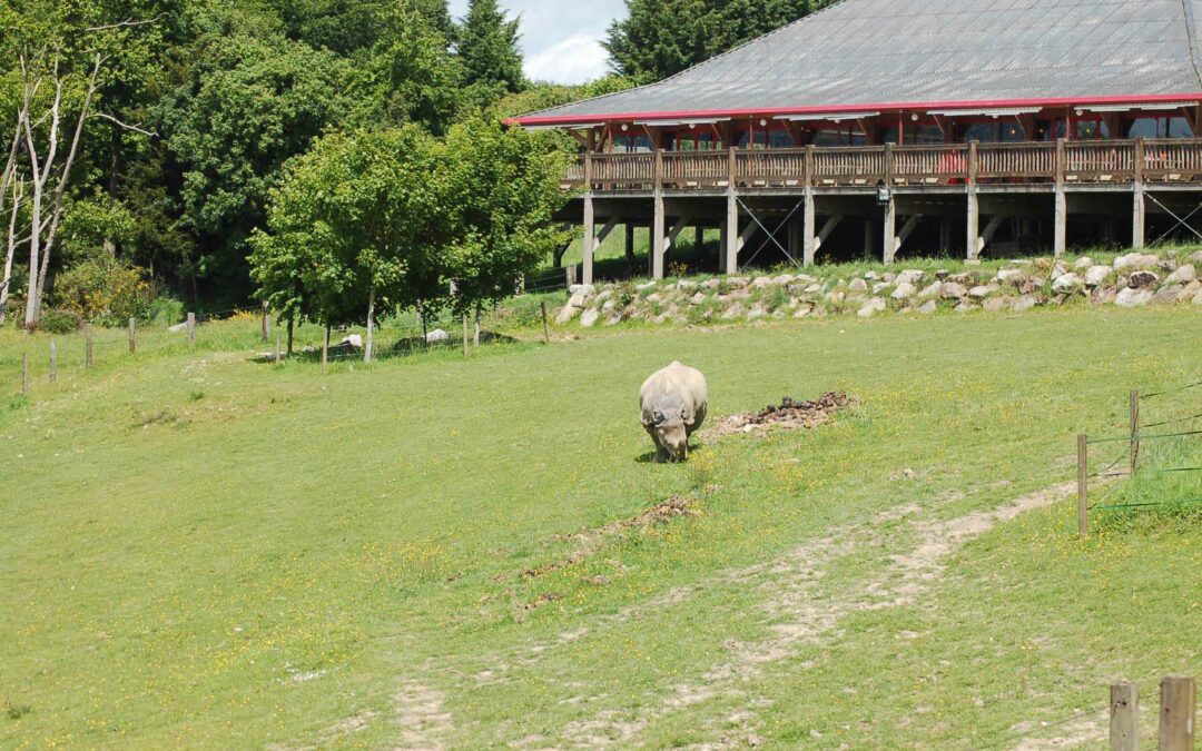 Un nouveau rhinocéros indien au CERZA