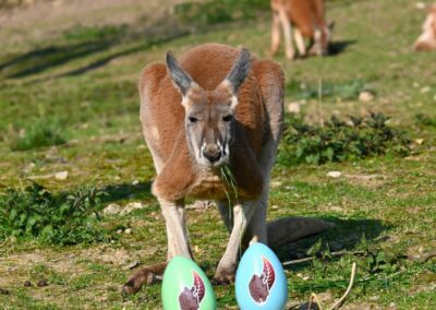 ÉVÈNEMENT CERZA :                                                                                 La grande chasse aux œufs de Pâques revient  du 04 avril au 03 mai 2026