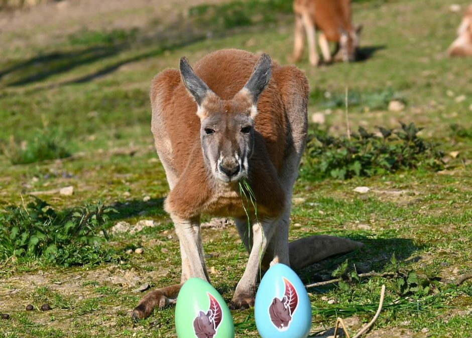 ÉVÈNEMENT CERZA :                                                                                 La grande chasse aux œufs de Pâques revient  du 04 avril au 03 mai 2026