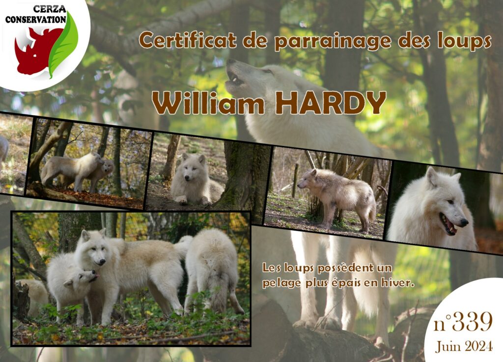 Parrainer un loup arctique du CERZA