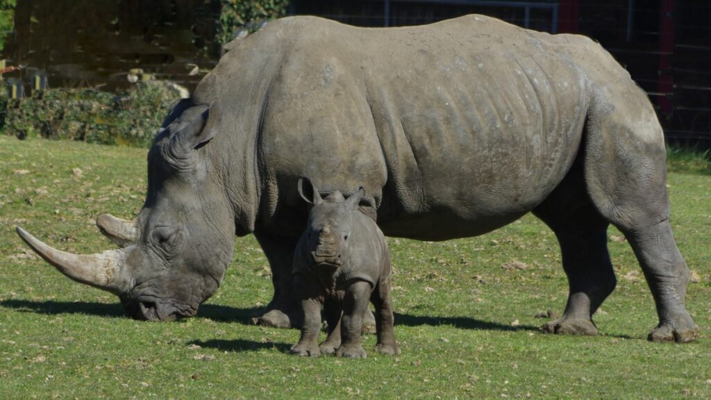 Akagera - bébé rhinocéros blanc né au CERZA le 25 janvier 2025