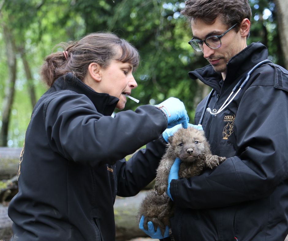 Dorothée- Vétérinaire au CERZA- implante les puces d'identifications