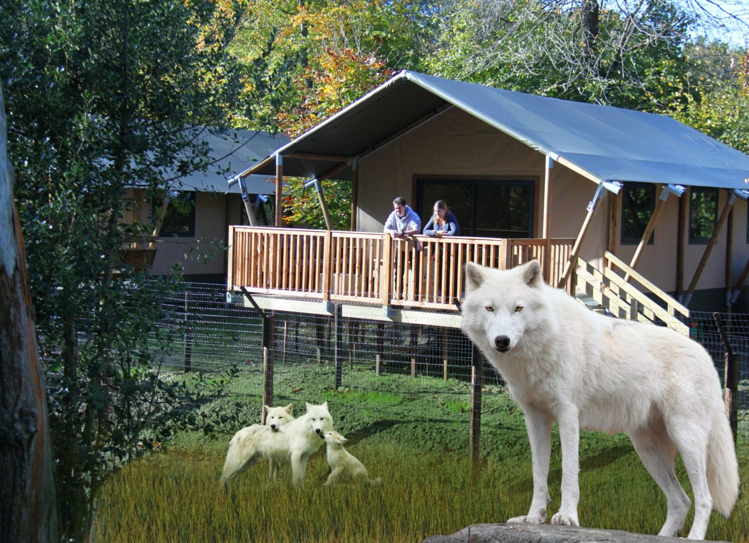 Cerza safari lodge Dormez avec les loups blancs