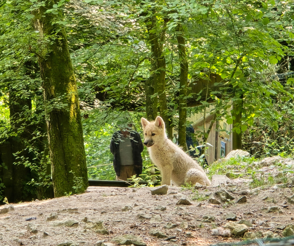 Louveteaux arctique 2025 nés au parc zoologique CERZA