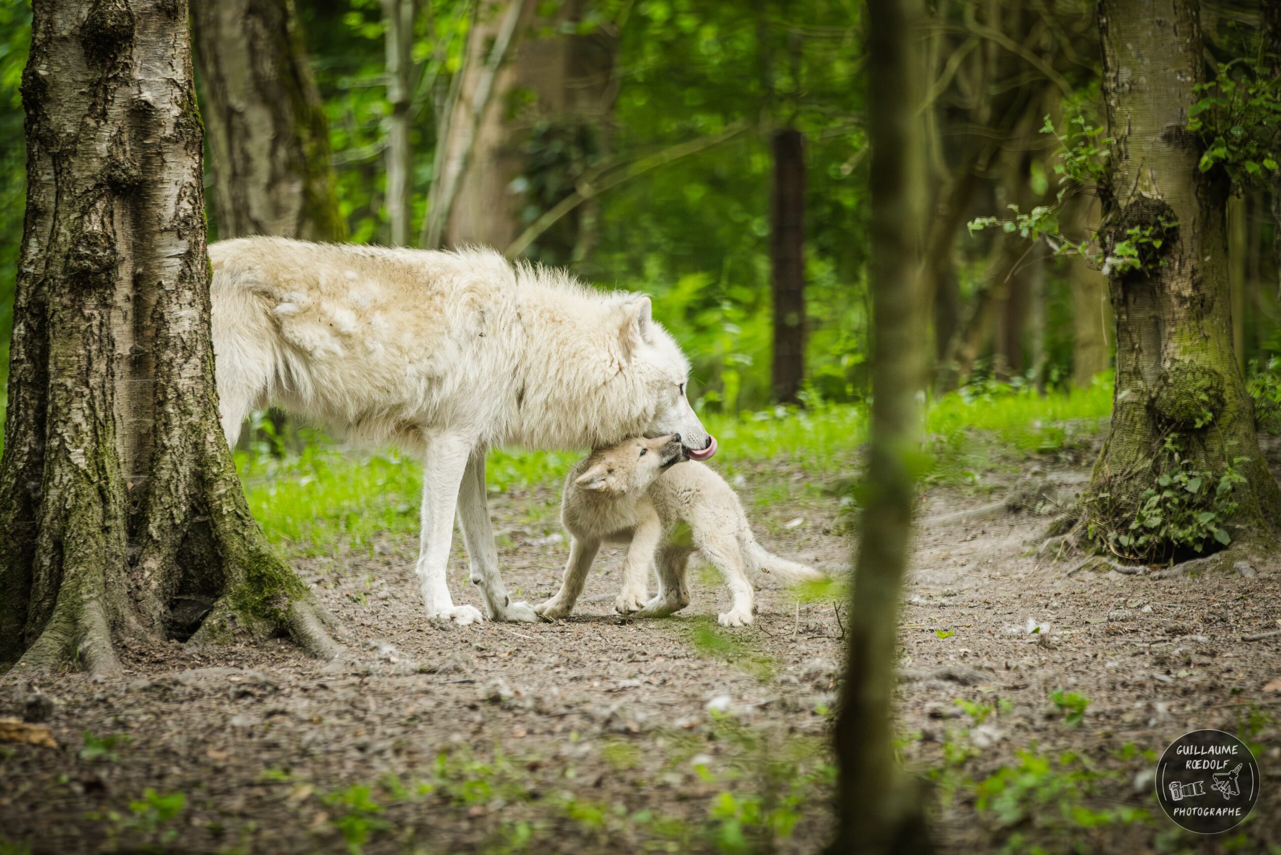 louveteaux arctique avec sa maman au parc zoologique CERZA en Normandie