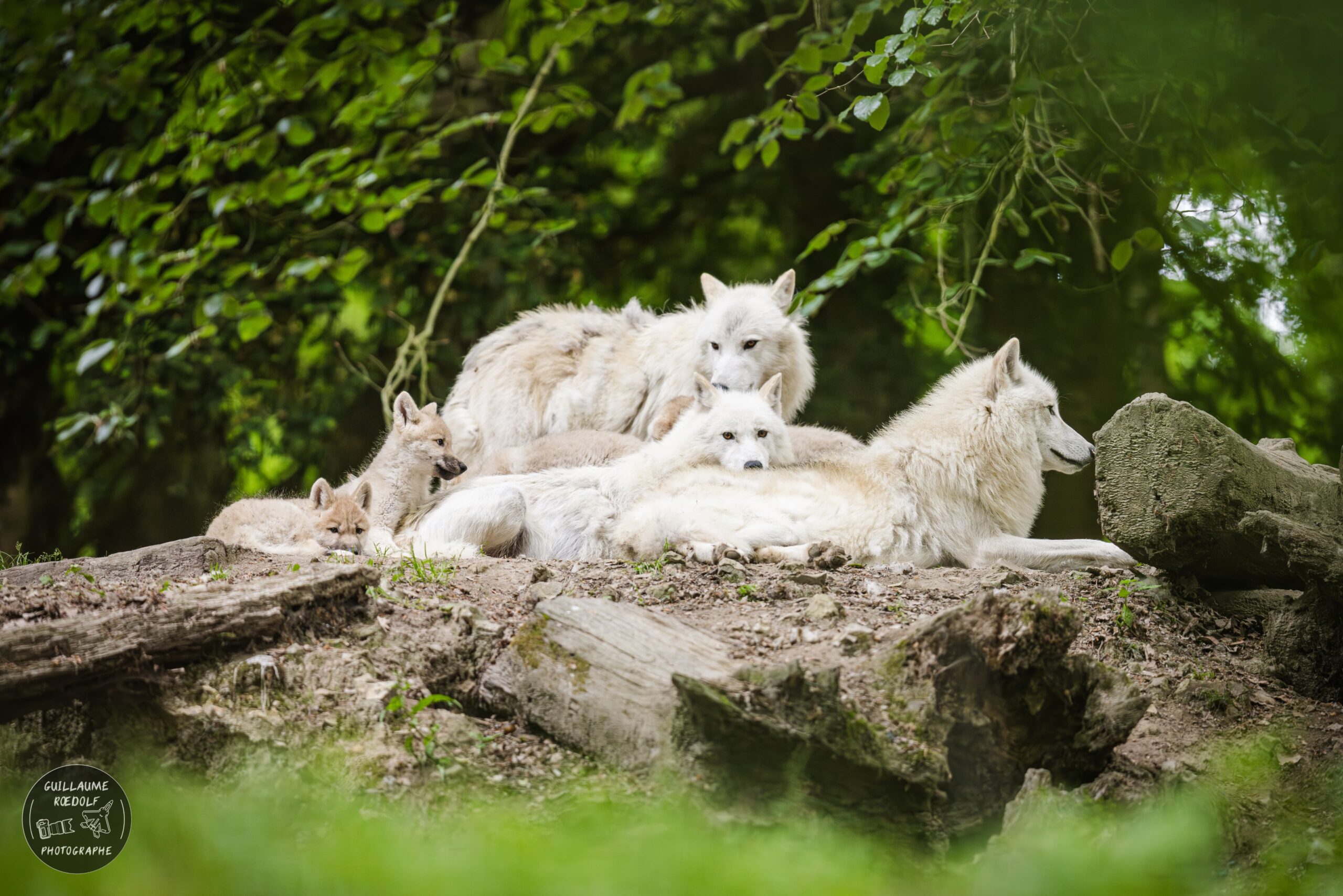 Meute de loups arctique parc zoologique CERZA en Normandie