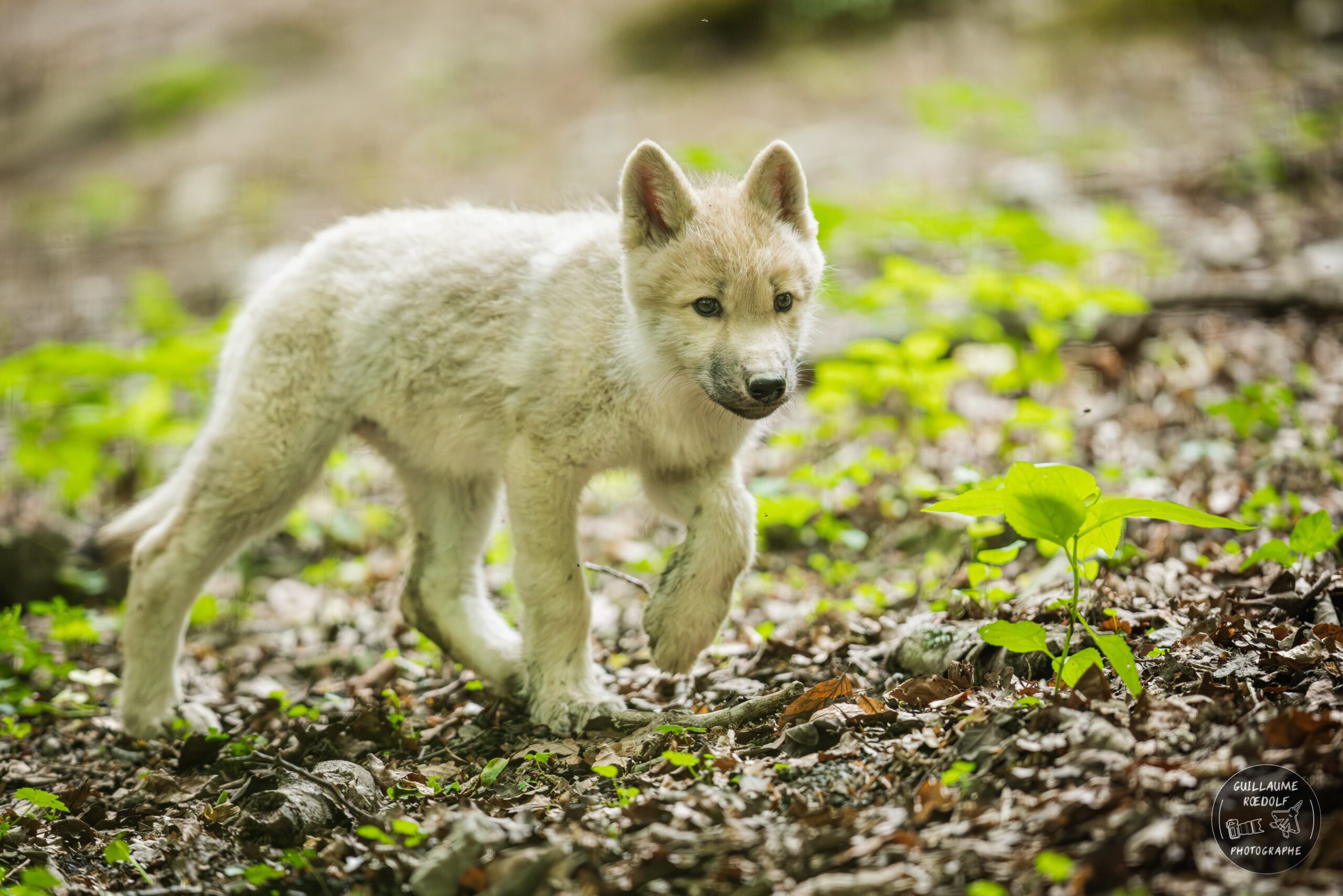 Louveteaux arctique CERZA