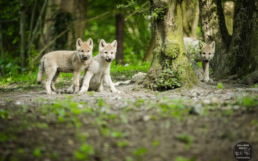 Incroyable ! 6 louveteaux arctiques sont nés au CERZA