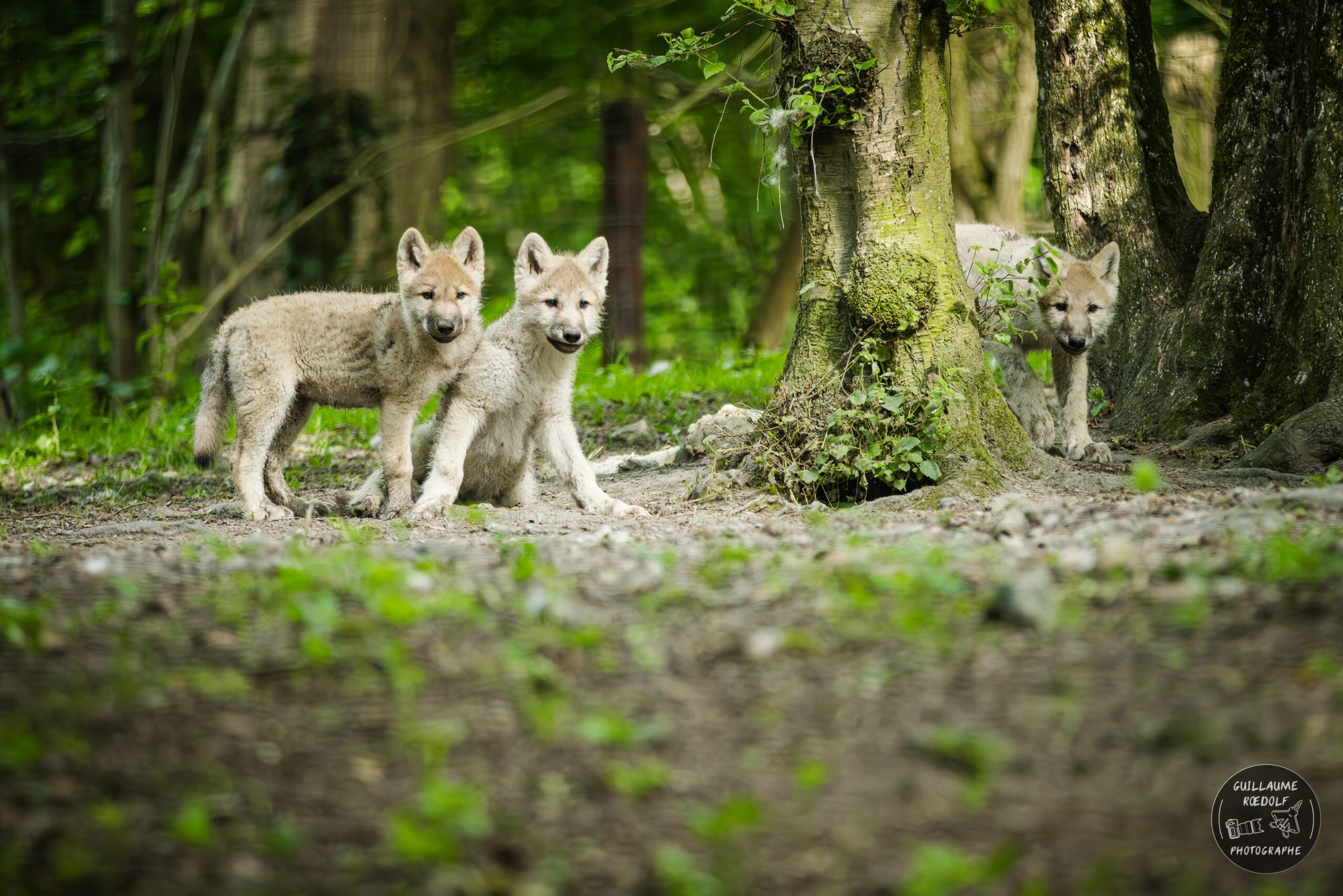 Meute de louveteaux arctique CERZA