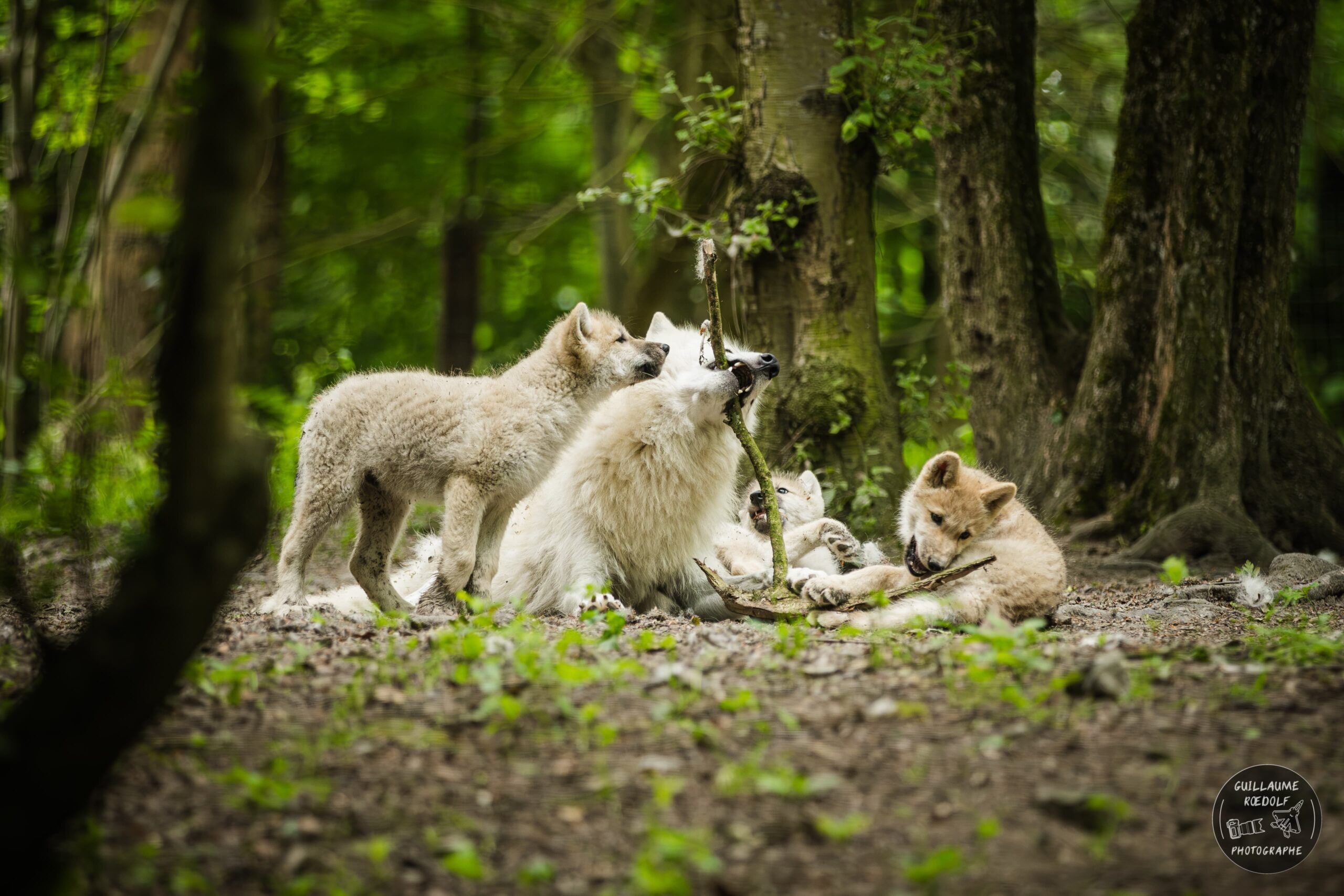 Femelle loups arctique en train de jouer avec ses louveteaux- Parc zoologique CERZA