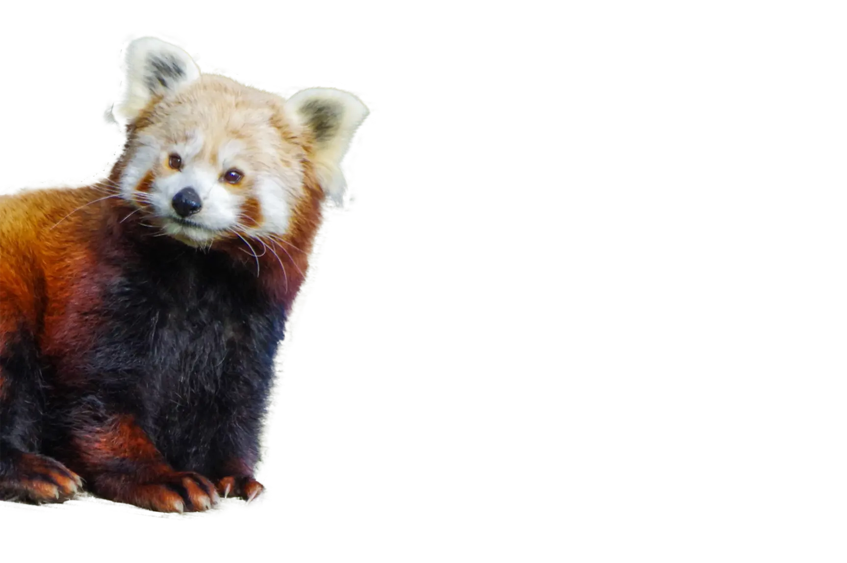 panda roux 2.compress2webp