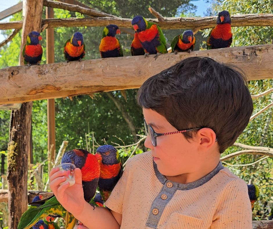 GOUTER DES LORIQUETS ZOO DE CERZA NORMANDIE