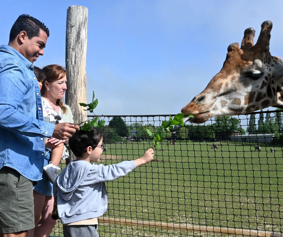GOUTER DES GIRAFES ZOO DE CERZA NORMANDIE